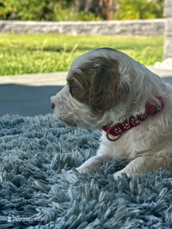 Roxi – Goldendoodle puppy for sale in Roseville, CA