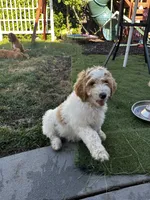 Chase, a male Goldendoodle for sale in Roseville, CA – 5 of 7