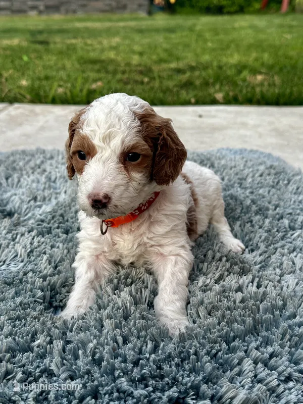 Zuma – Goldendoodle puppy for sale in Roseville, CA