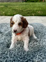 Zuma, a male Goldendoodle for sale in Roseville, CA – 1 of 7