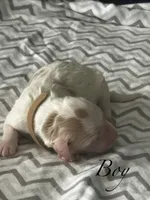 Rex, a male Goldendoodle for sale in Roseville, CA – 2 of 2