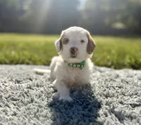 Rocky, a male Goldendoodle for sale in Roseville, CA – 3 of 4