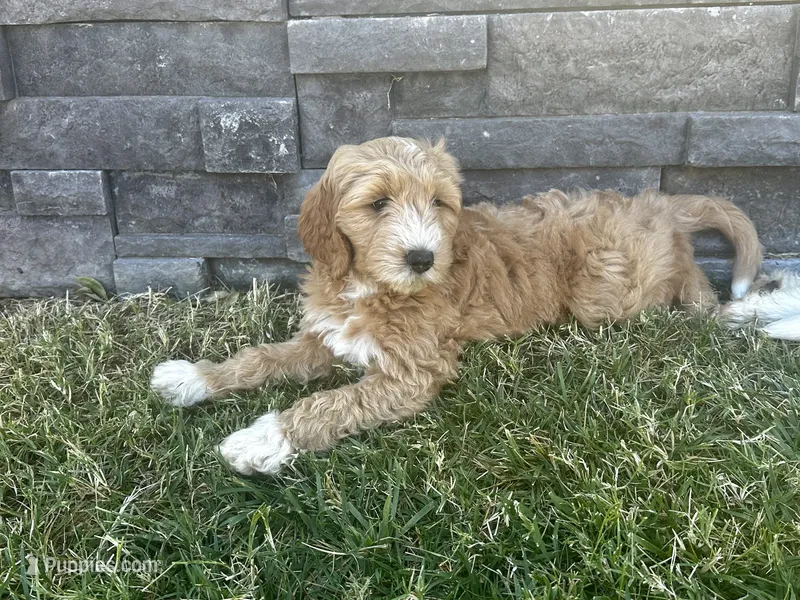 Ella – Goldendoodle puppy for sale in Roseville, CA