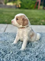 Rex, a male Goldendoodle for sale in Roseville, CA – 2 of 6