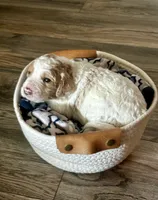 Aqua, a male Goldendoodle for sale in Roseville, CA – 1 of 2