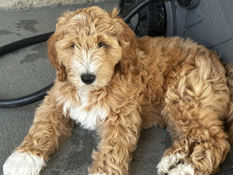 Skye – Goldendoodle puppy for sale in Roseville, CA