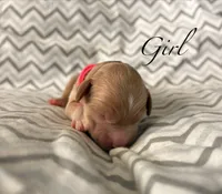 Skye, a female Goldendoodle for sale in Roseville, CA – 2 of 3