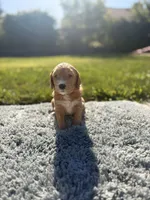 Ella, a female Goldendoodle for sale in Roseville, CA – 2 of 5