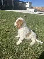 Zuma, a male Goldendoodle for sale in Roseville, CA – 3 of 9