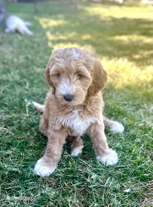 Skye – Goldendoodle puppy for sale in Roseville, CA