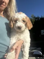 Zuma, a male Goldendoodle for sale in Roseville, CA – 6 of 9