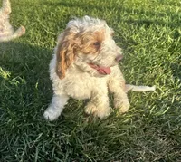 Zuma, a male Goldendoodle for sale in Roseville, CA – 5 of 9