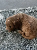Skye, a female Goldendoodle for sale in Roseville, CA – 3 of 6
