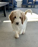 Chase, a male Goldendoodle for sale in Roseville, CA – 6 of 7