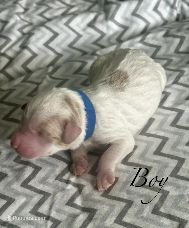 Chase – Goldendoodle puppy for sale in Roseville, CA