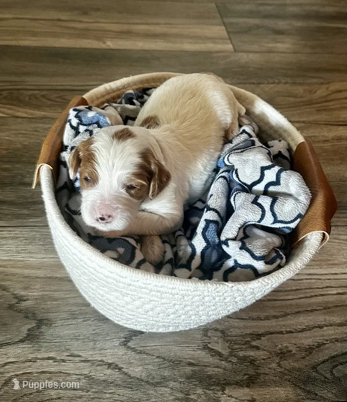 Rex – Goldendoodle puppy for sale in Roseville, CA