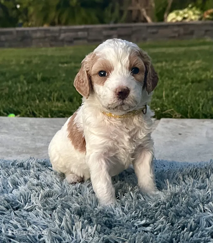 Nano – Goldendoodle puppy for sale in Roseville, CA