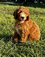 Coral, a female Goldendoodle for sale in Roseville, CA – 1 of 6