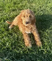 Ella, a female Goldendoodle for sale in Roseville, CA – 4 of 8