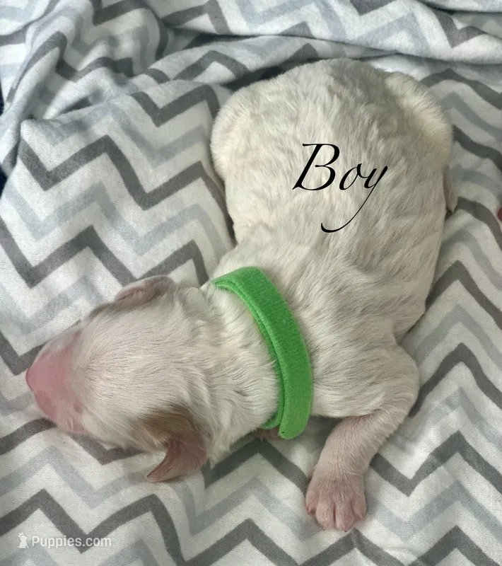 Rocky – Goldendoodle puppy for sale in Roseville, CA