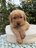 Max, a male Golden Retriever for sale in Diamond Bar, CA – 2 of 7