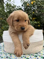 Max, a male Golden Retriever for sale in Diamond Bar, CA – 7 of 7