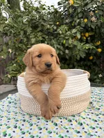 Max, a male Golden Retriever for sale in Diamond Bar, CA – 6 of 7
