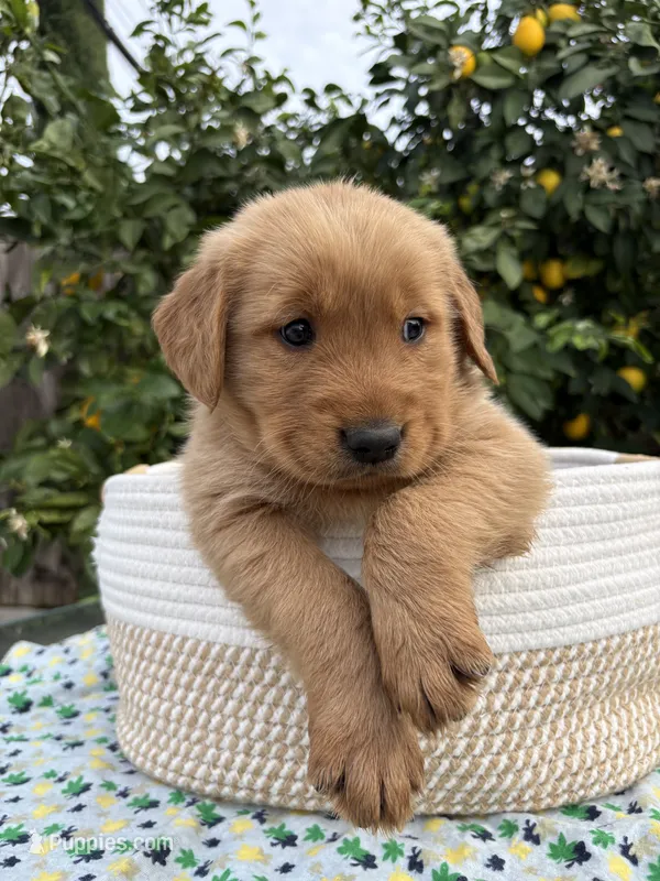 Max – Golden Retriever puppy for sale in Diamond Bar, CA