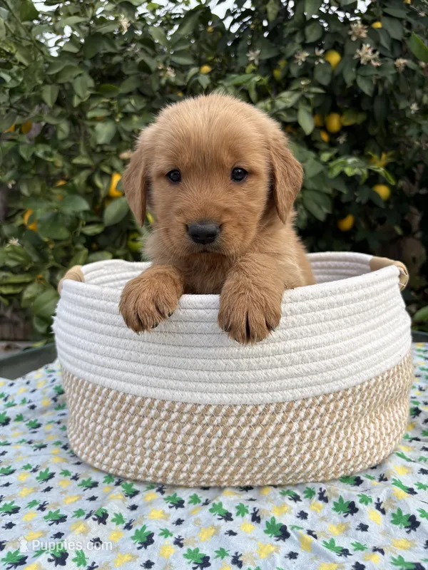 Dangdang – Golden Retriever puppy for sale in Diamond Bar, CA