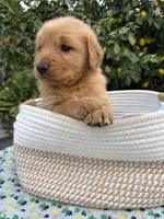 Dangdang, a male Golden Retriever for sale in Diamond Bar, CA – 3 of 6