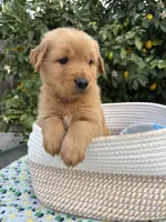 Dangdang, a male Golden Retriever for sale in Diamond Bar, CA – 5 of 6