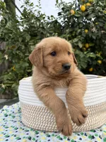 Max, a male Golden Retriever for sale in Diamond Bar, CA – 4 of 7