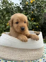 Dangdang, a male Golden Retriever for sale in Diamond Bar, CA – 2 of 6