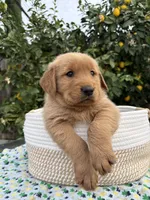 Max, a male Golden Retriever for sale in Diamond Bar, CA – 3 of 7
