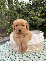Max, a male Golden Retriever for sale in Diamond Bar, CA – 5 of 7