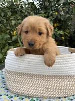 Dangdang, a male Golden Retriever for sale in Diamond Bar, CA – 4 of 6
