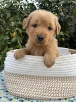 Dangdang, a male Golden Retriever for sale in Diamond Bar, CA – 6 of 6