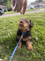 Bentley, a male Yorkshire Terrier for sale in Cincinnati, OH – 7 of 7