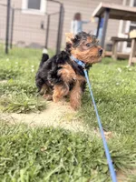 Bentley, a male Yorkshire Terrier for sale in Cincinnati, OH – 6 of 7