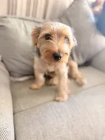 Bentley, a male Yorkshire Terrier for sale in Cincinnati, OH – 2 of 5