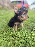 Ollie, a male Yorkshire Terrier for sale in Cincinnati, OH – 1 of 4