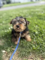 Bentley, a male Yorkshire Terrier for sale in Cincinnati, OH – 2 of 7