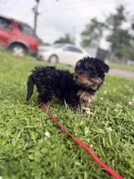 Ash, a male Yorkshire Terrier for sale in Cincinnati, OH – 3 of 5