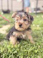 Chanel, a female Yorkshire Terrier for sale in Cincinnati, OH – 3 of 3