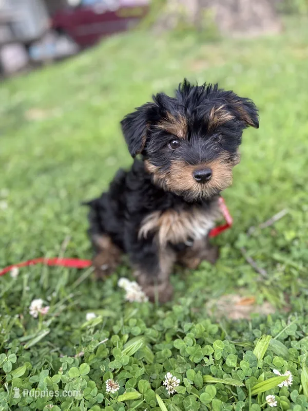 Ash – Yorkshire Terrier puppy for sale in Cincinnati, OH