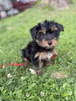 Ash, a male Yorkshire Terrier for sale in Cincinnati, OH – 1 of 5