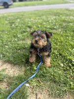 Bentley, a male Yorkshire Terrier for sale in Cincinnati, OH – 4 of 7