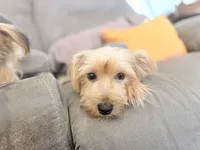 Ella, a female Yorkshire Terrier for sale in Cincinnati, OH – 1 of 4
