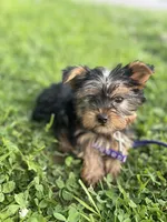 Teddy, a male Yorkshire Terrier for sale in Cincinnati, OH – 3 of 5