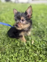 Ollie, a male Yorkshire Terrier for sale in Cincinnati, OH – 2 of 4